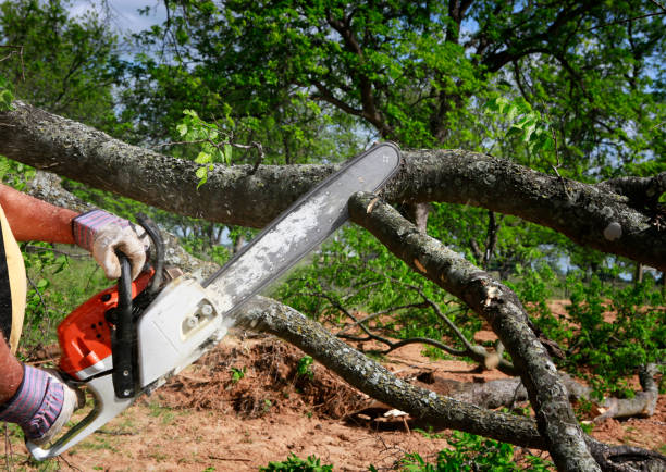  Shippensburg, PA Tree Service Pros